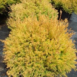 Туя западная Рейнголд (Thuja occidentalis 'Rheingold')