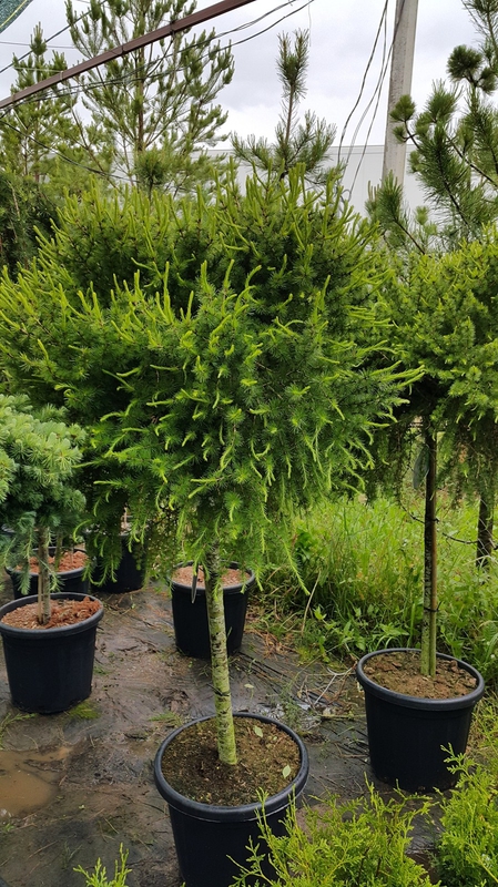 Лиственница японская Блю Дварф (Larix kaempferi 'Blue Dwarf')
