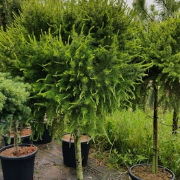Лиственница японская Блю Дварф (Larix kaempferi 'Blue Dwarf')