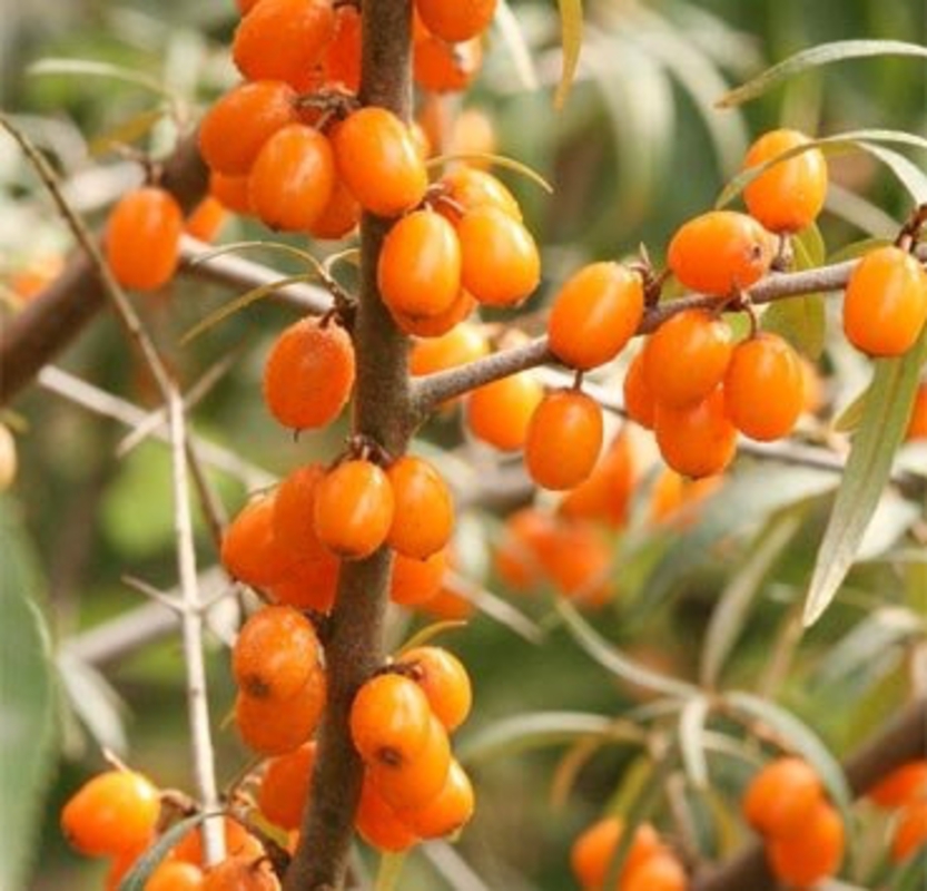 Облепиха крушиновидная Фрисдорфер Оранж (Hippophae rhamnoides 'Friesdorfer Orange')