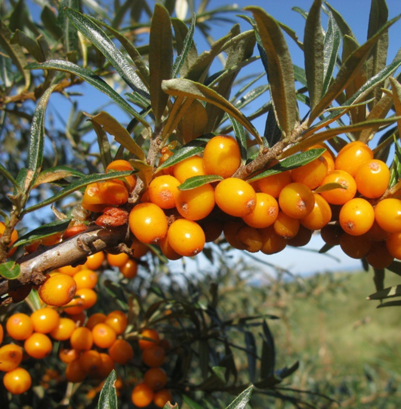 Облепиха крушиновидная Лейкора (Hippophae rhamnoides 'Leikora') (Жен.)