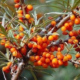 Облепиха крушиновидная Поллмикс (Hippophae rhamnoides 'Pollmix') (Муж.)