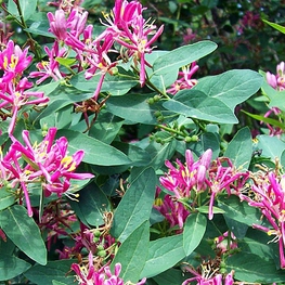 Жимолость татарская Розеа (Lonicera tatarica 'Rosea')