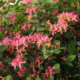 Жимолость татарская Забелли (Lonicera tatarica 'Zabelii')