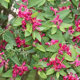 Жимолость татарская Хакс Ред (Lonicera tatarica 'Hack's Red')
