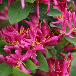 Жимолость татарская Арнольд Ред (Lonicera tatarica 'Arnold Red')