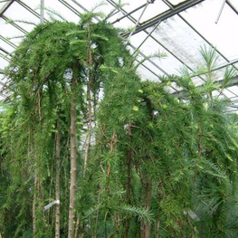 Лиственница японская Стифф Випер (Larix kaempferi 'Stiff Weeper')