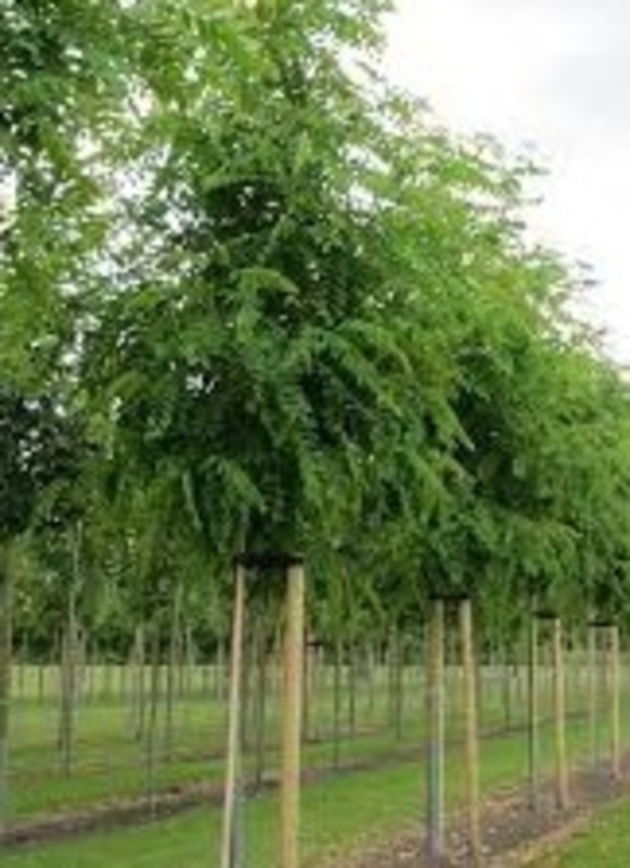 Робиния лжеакация Нирсеги (Robinia pseudoacacia 'Nyirsegi')