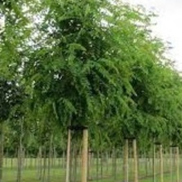 Робиния лжеакация Нирсеги (Robinia pseudoacacia 'Nyirsegi')