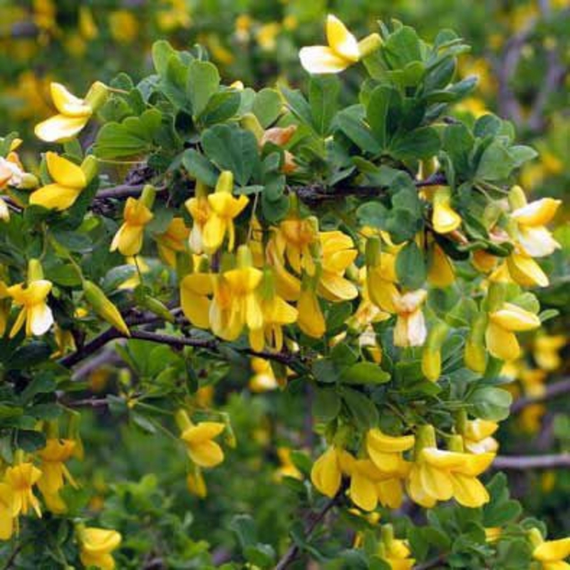 Акация желтая (Caragana arborescens)