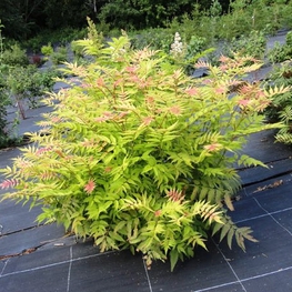 Рябинник рябинолистный Сэм (Sorbaria sorbifolia 'Sem')