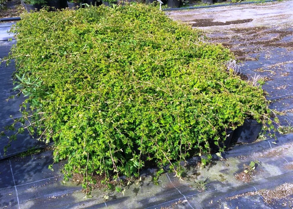 Стефанандра надрезаннолистная Криспа (Stephanandra incisa 'Crispa')