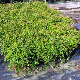 Стефанандра надрезаннолистная Криспа (Stephanandra incisa 'Crispa')