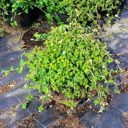 Стефанандра надрезаннолистная Криспа (Stephanandra incisa 'Crispa')