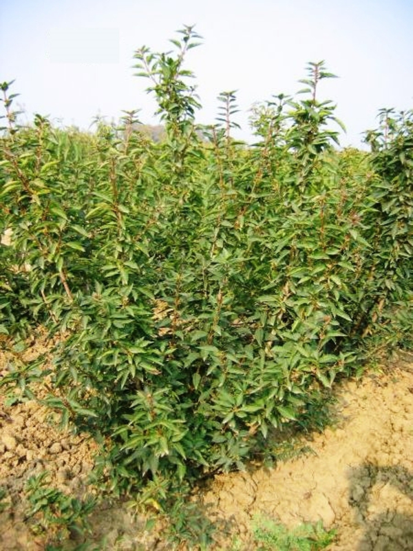 Форзиция средняя (Forsythia × intermedia)