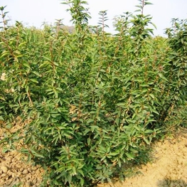 Форзиция средняя (Forsythia × intermedia)