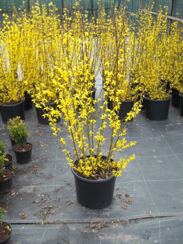 Форзиция промежуточная Линвуд (Forsythia × intermedia 'Lynwood')