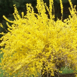 Форзиция средняя Гольдзаубер (Forsythia × intermedia 'Goldzauber')