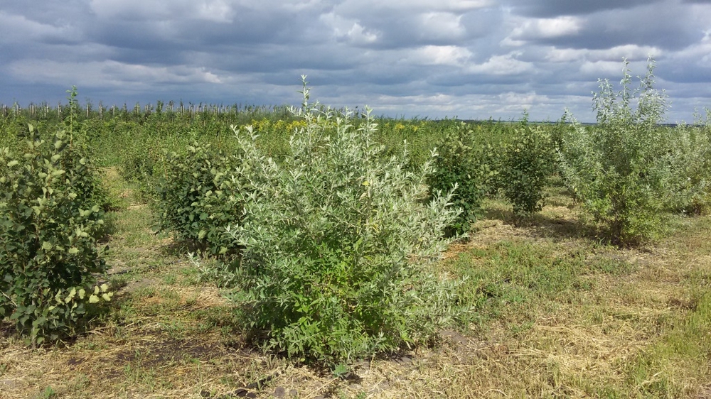 Лох узколистный (Elaeagnus angustifolia)