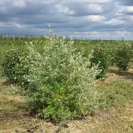 Лох узколистный (Elaeagnus angustifolia)