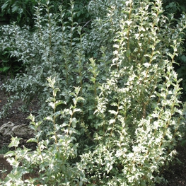Лох серебристый (Elaeagnus commutata)