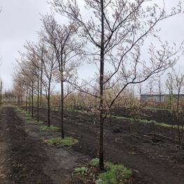 Ирга Ламарка (Amelanchier lamarckii)
