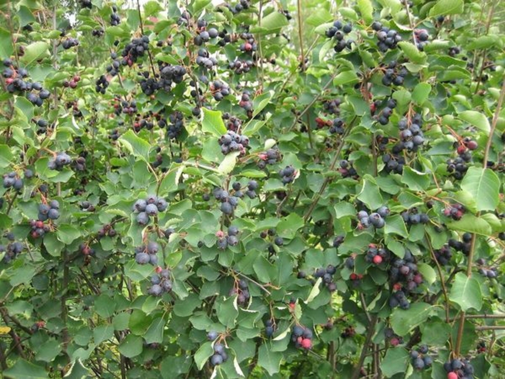 Ирга колосистая (Amelanchier spicata)