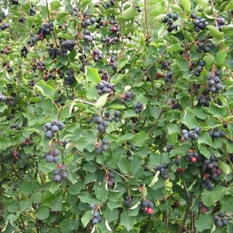 Ирга колосистая (Amelanchier spicata)