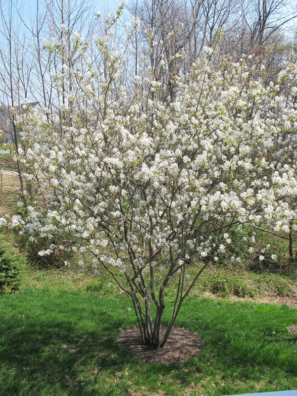 Ирга Ламарка Баллерина (Amelanchier lamarckii 'Ballerina')