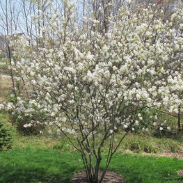 Ирга Ламарка Баллерина (Amelanchier lamarckii 'Ballerina')
