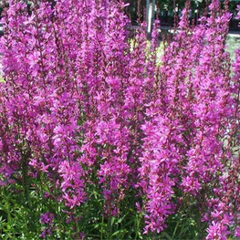 Дербенник Блаш (Lythrum 'Blush')