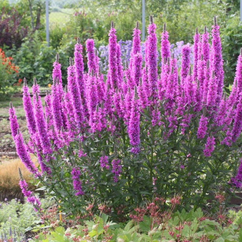 Дербенник Роберт (Lythrum 'Robert')