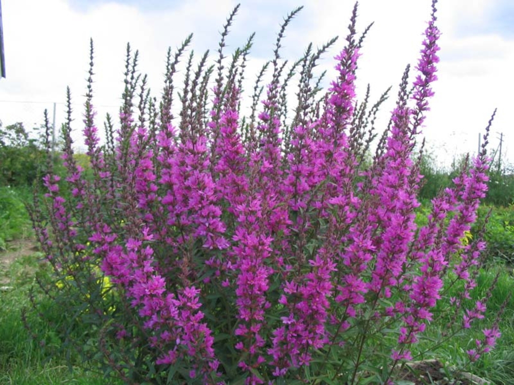 Дербенник иволистный Цигойнерблют (Lythrum salicaria 'Zigeunerblut')
