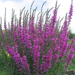 Дербенник иволистный Цигойнерблют (Lythrum salicaria 'Zigeunerblut')