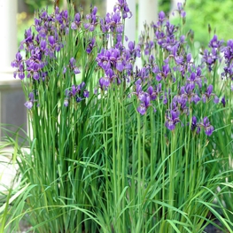 Ирис сибирский (Iris sibirica)