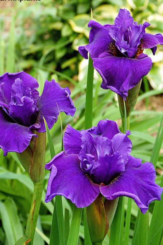 Ирис сибирский Раффлд Плюс (Iris sibirica 'Ruffled Plus')