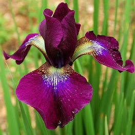 Ирис сибирский Хаббард (Iris sibirica 'Hubbard')