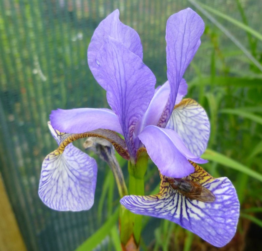 Ирис сибирский Блю Мун (Iris sibirica 'Blue Moon')