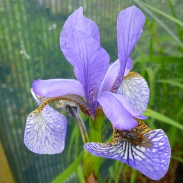 Ирис сибирский Блю Мун (Iris sibirica 'Blue Moon')