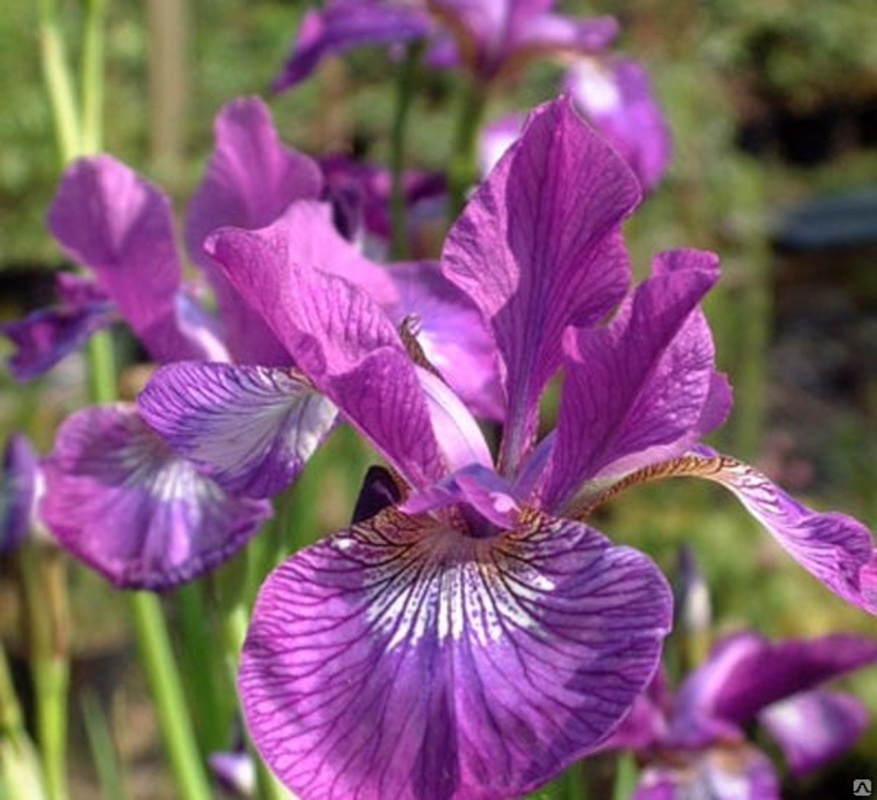 Ирис сибирский Юэн (Iris sibirica 'Ewen')