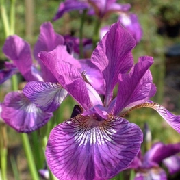 Ирис сибирский Юэн (Iris sibirica 'Ewen')
