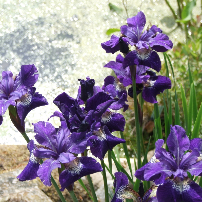 Ирис сибирский Ширли Поуп (Iris sibirica 'Shirley Pope')