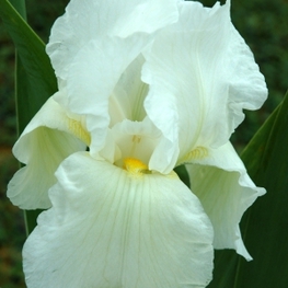 Ирис германский Бианка (Iris germanica 'Bianca')