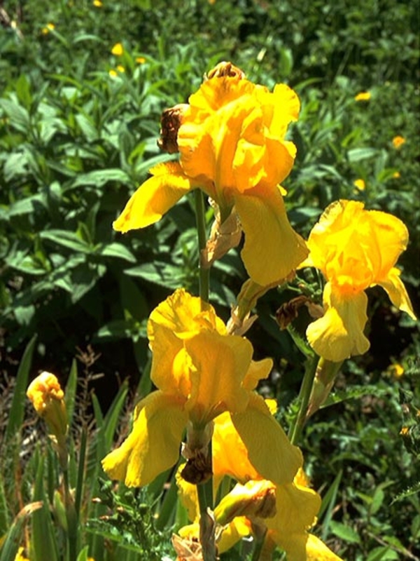 Ирис германский Ола Кала (Iris germanica 'Ola Kala')