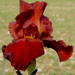 Ирис германский Султанс Пэлас (Iris germanica 'Sultans Palace')