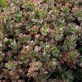 Очиток камчатский Триколор (Phedimus kamtschaticus 'Tricolor')