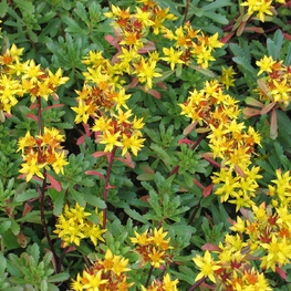 Очиток цветоносный (Sedum floriferum)