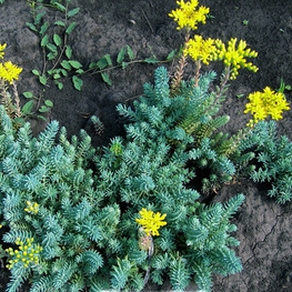 Очиток отогнутый (Sedum reflexum)