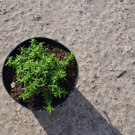 Флокс шиловидный (Phlox subulata)