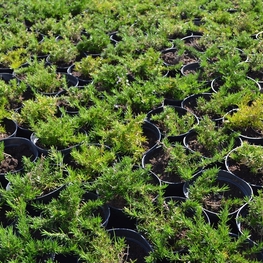 Флокс шиловидный (Phlox subulata)